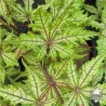 Acer-palmatum-Celebration-ete