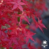 Acer-palmatum-Calico-automne