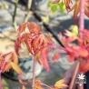 Acer-palmatum-Calico-printemps