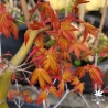 Acer-palmatum-Calico.printemps-2