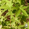 acer-palmatum-calico-ete