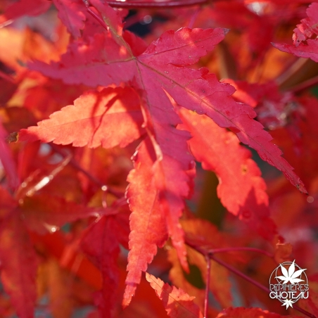 acer-palmatum-calico-automne-b