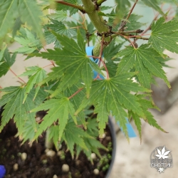 Acer-palmatum-Sazanami-ete