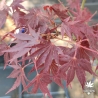 Acer-palmatum-Beni-sazanami-printemps