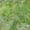 acer-palmatum-sazanami-ete-2