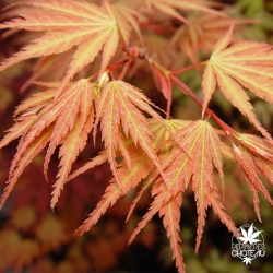acer-palmatum-sazanami-printemps
