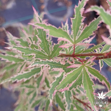 Acer-palmatum-Butterfly-automne