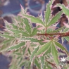 Acer-palmatum-Butterfly-automne