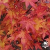 Tenuifolium