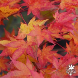 Acer-palmatum-Brown-sugar-automne