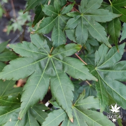 Acer-palmatum-Brown-sugar-ete