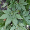 Acer-palmatum-Brown-sugar-ete