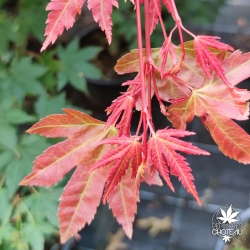 Acer-palmatum-Brown-sugar-nouvelles-pousses-d-ete