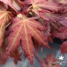 Acer-palmatum-Brown-sugar-printemps