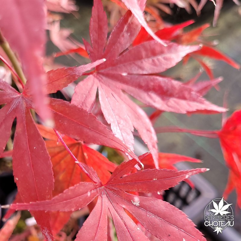 Acer-palmatum-Britta-s-Best-automne-2