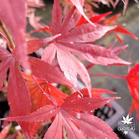 Acer-palmatum-Britta-s-Best-automne-2