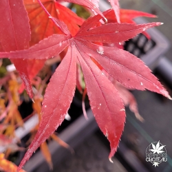 Tenuifolium
