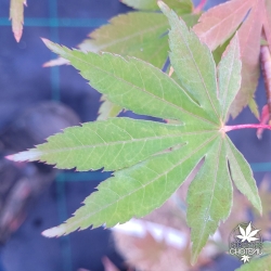 Tenuifolium