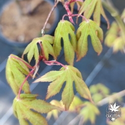 Acer-palmatum-Britta-s-best-printemps