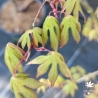 Acer-palmatum-Britta-s-best-printemps