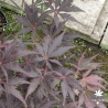 Acer-palmatum-Black-lace-ete