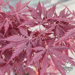 Tenuifolium