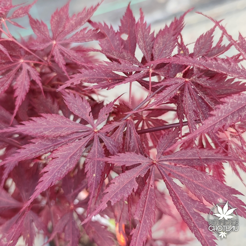 Acer-palmatum-Black-lace-printemps