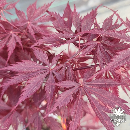 Acer-palmatum-Black-lace-printemps
