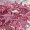 Acer-palmatum-Black-lace-printemps