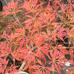Acer-palmatum-Birthday-Wishes-automne