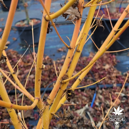 Acer-palmatum-Bi-hoo-ecorce