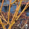 Acer-palmatum-Bi-hoo-ecorce