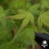 acer-palmatum-bi-hoo-printemps.jpg