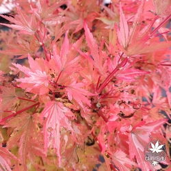Tenuifolium