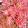 Tenuifolium