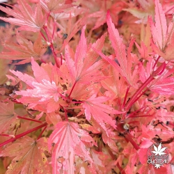 Acer-palmatum-Berry-Broom-automne-3