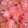 Acer-palmatum-Berry-Broom-automne-3