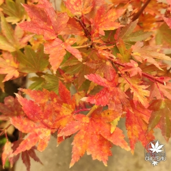Acer-palmatum-Berry-broom-automne