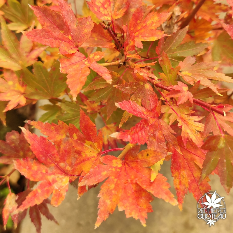 Acer-palmatum-Berry-broom-automne