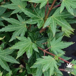 Tenuifolium