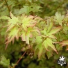 acer-palmatum-berry-broom-nouvelles-pousses-d-ete