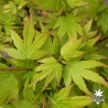 Acer-palmatum-Berry-Broom-printemps