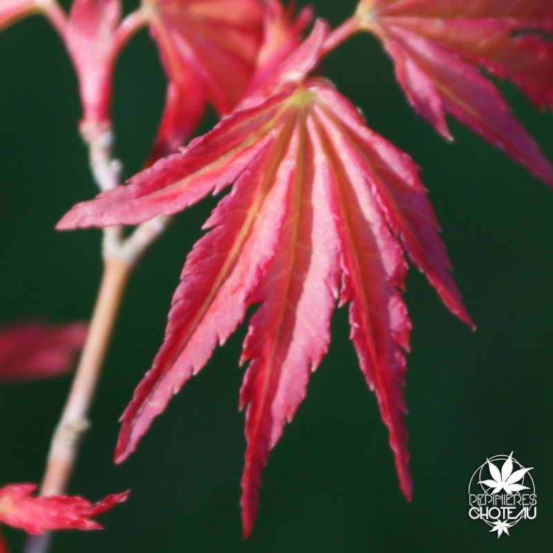 acer-palmatum-beni-zuru-printemps
