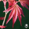 acer-palmatum-beni-zuru-printemps