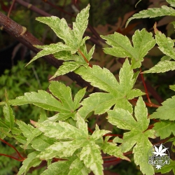 acer-palmatum-beni-zuru-fin-de-l-ete