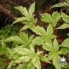 acer-palmatum-beni-zuru-fin-de-l-ete