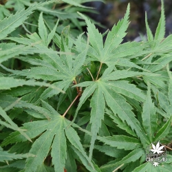 Acer-palmatum-Beni-zashi-ete