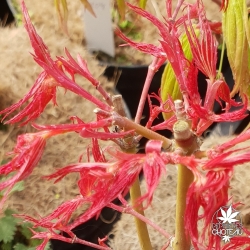 acer-palmatum-Beni-zashi-printemps