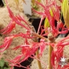 acer-palmatum-Beni-zashi-printemps