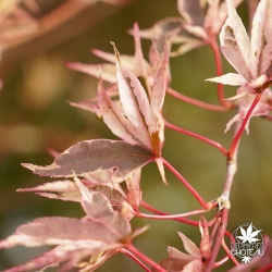 acer-palmatum-beni-shishi-henge-automne-2